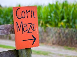 CORN MAZE
