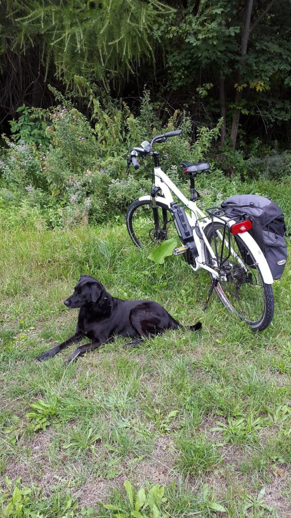 A close up of a green field Description automatically generated