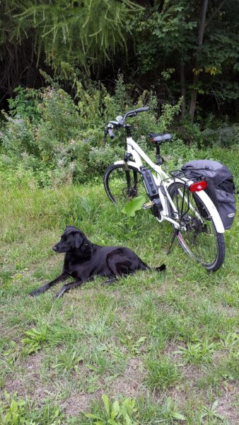 A close up of a green field Description automatically generated