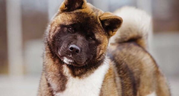 A brown and white dog looking at the camera Description automatically generated