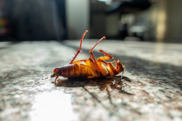 Apartment Pest Control Athens GA | Lodestar Pest Management