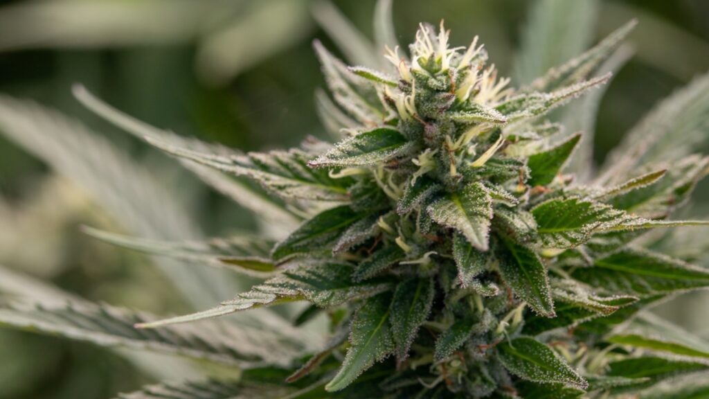 What Is Craft Cannabis And Why Does It Matter?