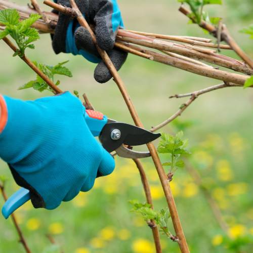 Everything a Pair of Garden Scissors Can Do