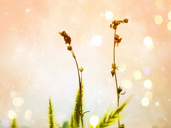 Mental Wellness Practices for Modern Lives