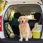A golden retriever sitting inside an open car trunk. He's next to a green yoga mat, a cooler, and a guitar.