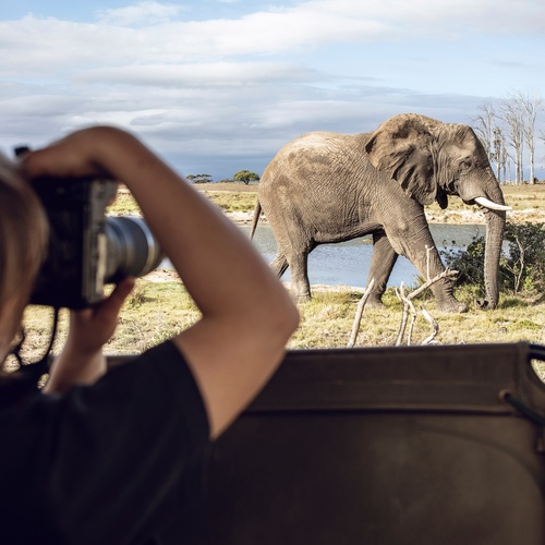 A back view of a girl taking a photo of an elephant with her film camera on an African Safari experience.