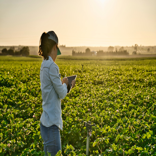 A woman farmer checks the field with a tablet. She's standing in the middle of green crops next to a sprinkler.